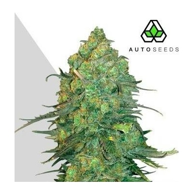 Auto SeedsDurban Poison Auto semena neobsahují THC 5 ks