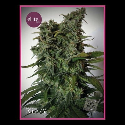 Élite Seeds Élite 47 semena neobsahují THC 7 ks