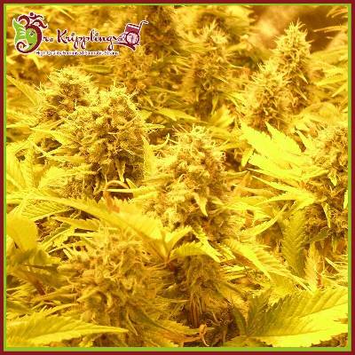 Dr. Krippling Seeds Choc-Matic AUTO semena neobsahují THC 1 ks