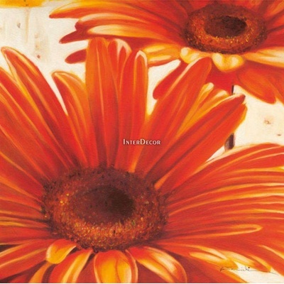 Gerbery 50x50 1 deska