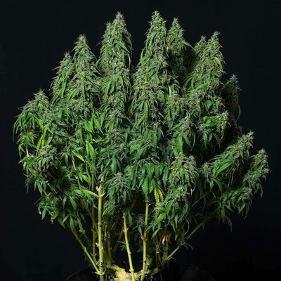 Buddha Seeds Magnum AUTO semena neobsahují THC 1 ks