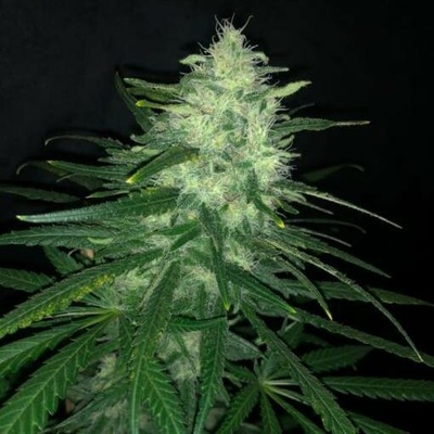 Pure Instinto Wedding Cake semena neobsahují THC 3 ks