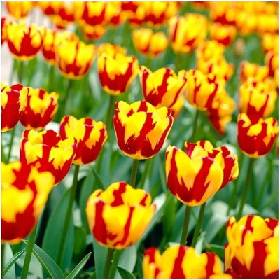 Tulipán Helmar 7 ks v balení