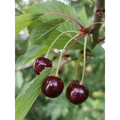 Třešeň ptačí PRAV-10 26+ cm, QP60