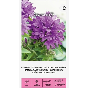 Seklos Кампанула Кичеста Лилава / Campanula Glomerata