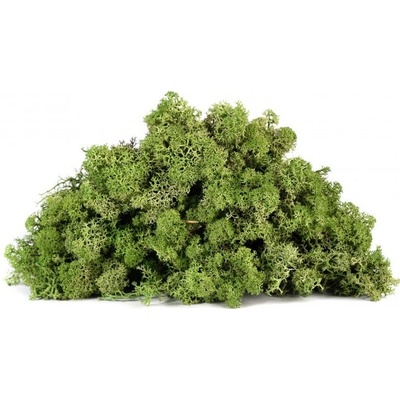 Stabilizovaný mech lišejník 4 kg - olivově zelená