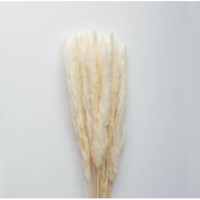Sušené květiny Pampas White COOEE Design