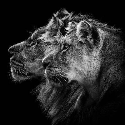 Plagát, Obraz - Lion and Lioness Portrait, Laurent Lothare Dambreville, 40 × 40 cm