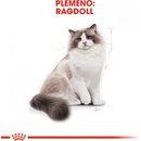 Krmivo pre mačky Royal Canin Ragdoll Adult 2 kg