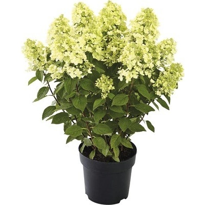 Hortenzia metlinatá FloraSelf Hydrangea paniculata 'Panflora' výška 40-50 cm kvetináč 5 l