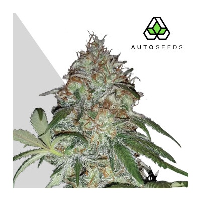 Auto Seeds Sucker Punch Auto semienka neobsahujú THC 3 ks
