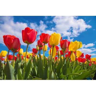 DIMEX ART Флизелинов фототапет пролетно поле от лалета 375 x 250 см