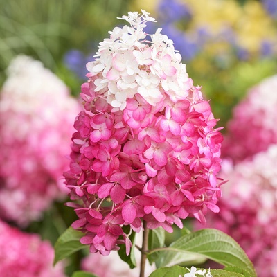 Living Creations® Хортензия Living Red Velvet® паникулата