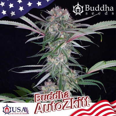 Buddha Seeds Buddha AUTO Zkitt semena neobsahují THC 5 ks
