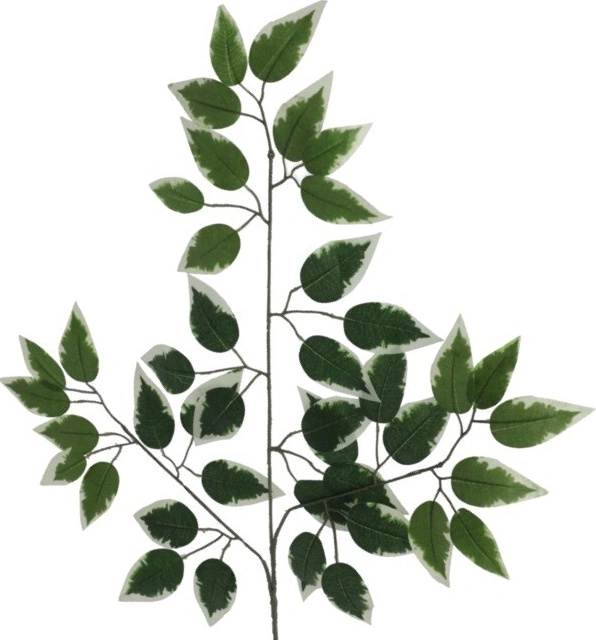 Ficus listy 63 cm