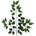 Ficus listy 63 cm
