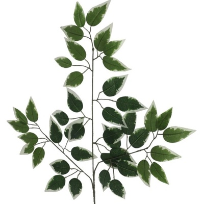 Ficus listy 63 cm