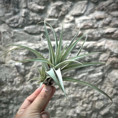 Tillandsia capitata peach green