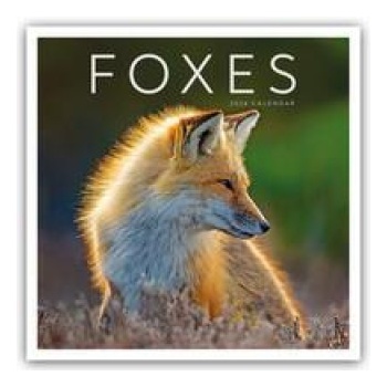 Foxes Füchse 2024