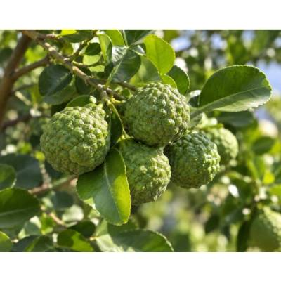 Kafrová limeta (Citrus hystrix) ‘COMBAVA FREE’ – výška 20-30 cm, kont. C2L