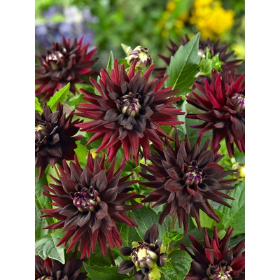 Jiřina 'Tamburo' 1 ks