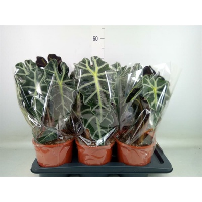 ALOCASIA POLLY 17/45cm