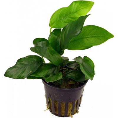 Anubias nana big