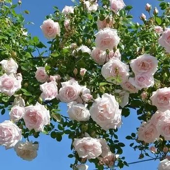 Image 1 of Dreer® Катерлива Роза New Dawn®