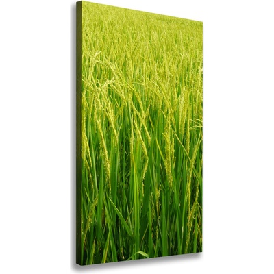 Vertikálny foto-obraz canvas do obývačky Plantáž ryža 50x100 cm