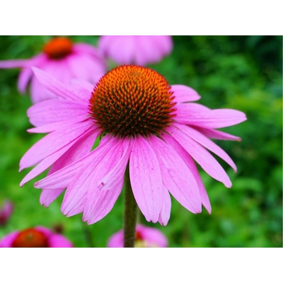 Echinacea purpurová, kvetináč 9 cm