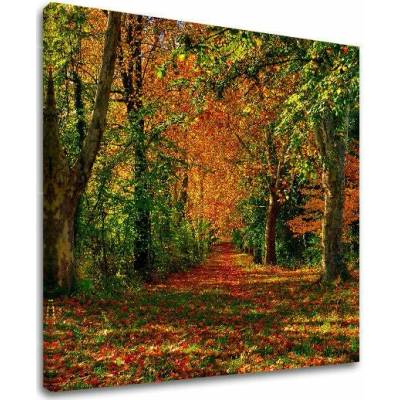 Obraz na stenu STROMY - 50x50 cm