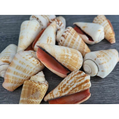 Dijk Natural Collection Mušle Strombus 100 g