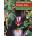 Primate Males | Peter M. Kappeler