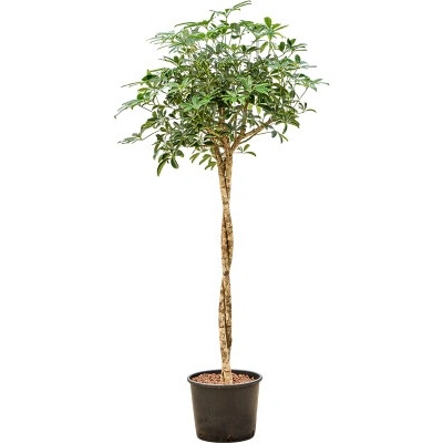 Schefflera arboricola compacta stem twist 28/24 výška 150 cm