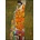 Bluebird Puzzle - Puzzle Gustave Klimt - Hope II, 1908 - 1 000 piese