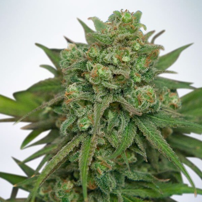 Ministry of Cannabis Instakush semienka neobsahujú THC 25 ks