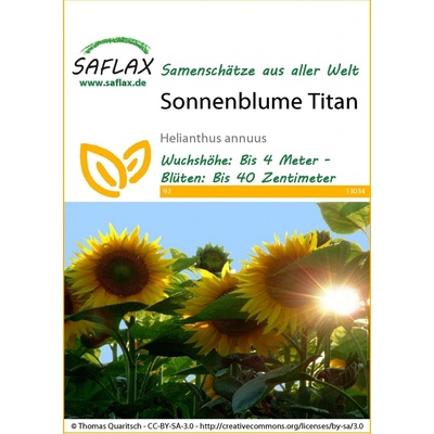 Saflax Slnečnica Titan 1 bal.