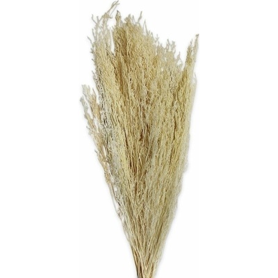 Caspia sušená 100g bělená