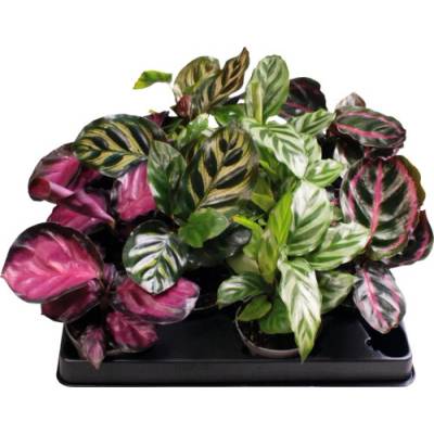 Kalátea FloraSelf Calathea výška cca 12 cm květináč Ø 6 cm 1 ks, různé druhy
