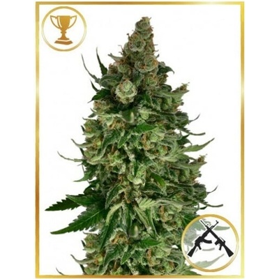 Mr. Hide Seeds Mr. Original AK semena neobsahují THC 5 ks