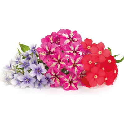 VÉritable (Франция) Пълнител (лингот) Phlox за настолна градина Véritable® - ядлив флокс (VLIN-F5-Phl04C)