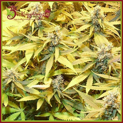 Dr. Krippling Seeds Gelato Cookies Doh-Ope Auto semienka neobsahujú THC 1 ks