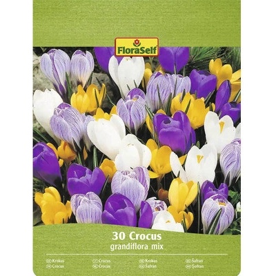 Krokusy FloraSelf 'Grandiflora mix' 7/8 30 ks