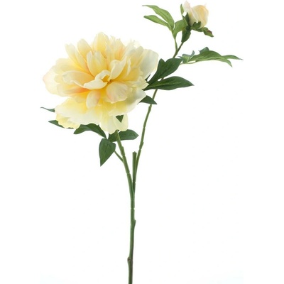Paeonia - Pivoňka 'Arches' žlutá V65 cm