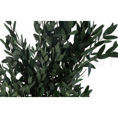 Stabilizovaný eukalyptus Parvifolia - zelený