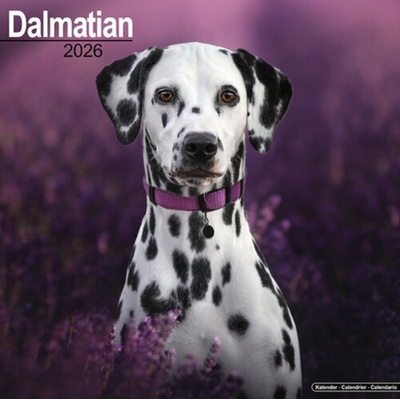 Dalmatian Square Dog Breed Wall 16 Month 2026