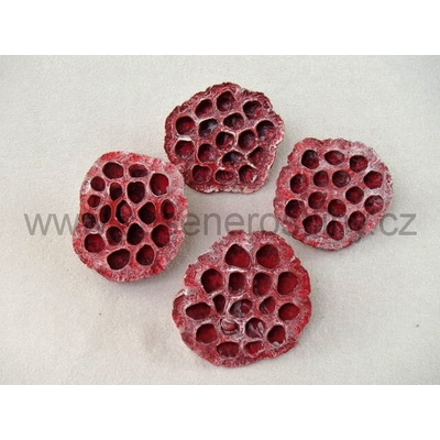 lotos velký červený white wash, 8-10 cm, cena za 15 ks