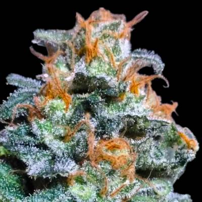 B-S-B Genetics Lemon Haze semena neobsahují THC 5 ks