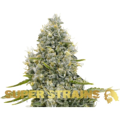 Super Strains CBD Agartha semena neobsahují THC 3 ks