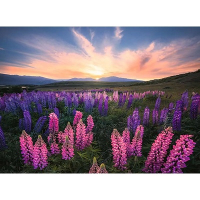 Ravensburger - Puzzle Lupins - 500 piese